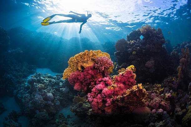 Scuba Diving in Andaman Islands